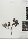 Foto von Salix glabra Scop.